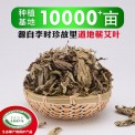 蕲艾叶500g/袋 端午陈艾草艾叶艾蒿艾根泡澡泡脚蕲春厂家批发