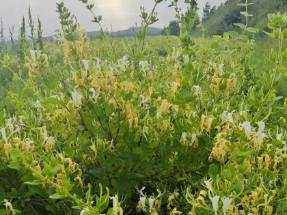 华亭市山寨乡：金银花开“金银”来