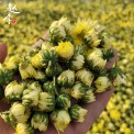 桐乡胎菊批发10公斤 新货胎菊王散装杭白菊花茶胎米产地大货直发