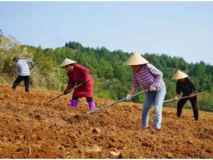 【中医药助力乡村振兴】贵州平庄镇：千亩中药材基地点燃乡村振兴“新引擎”