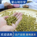 霍 山铁皮石斛粉枫干特级 5年原种珍品 养生礼盒 营养丰富